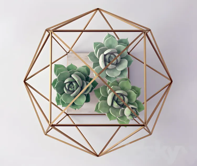 Sempervivum stone rose young