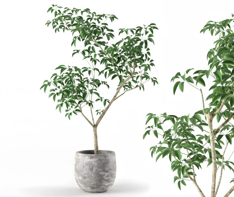 Small tree in pot