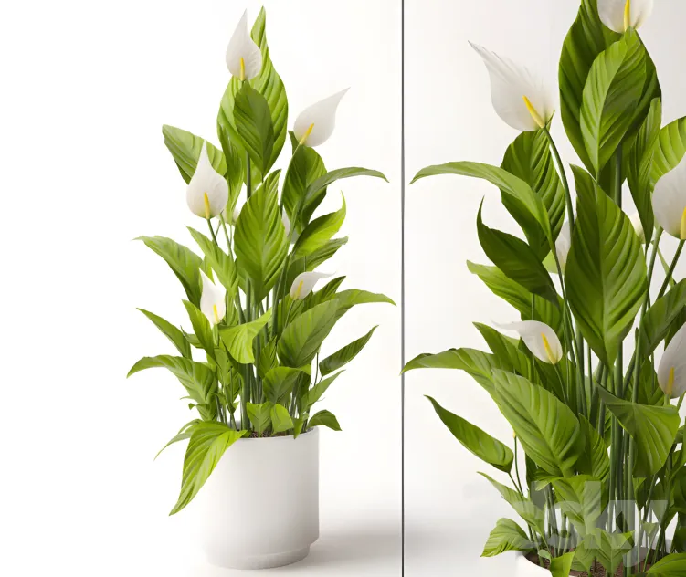 Spathiphyllum plant