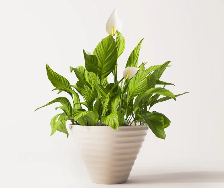 Spathiphyllum plant