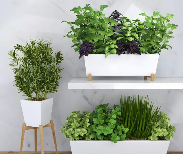 Spicy herbs for the kitchen in ceramic pots