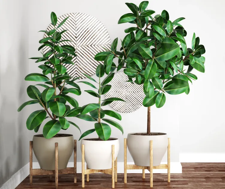 The collection of plants in pots