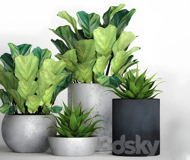 The collection of plants in pots