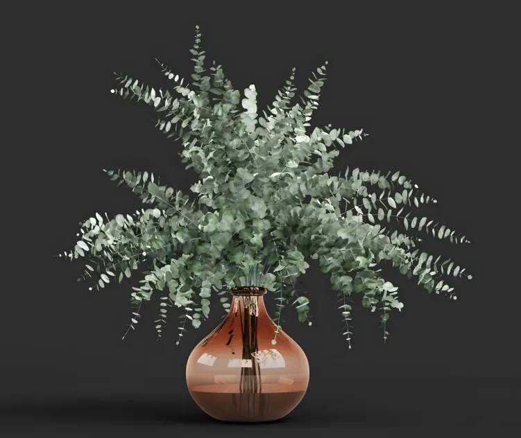 Vase eucalyptus cinerea