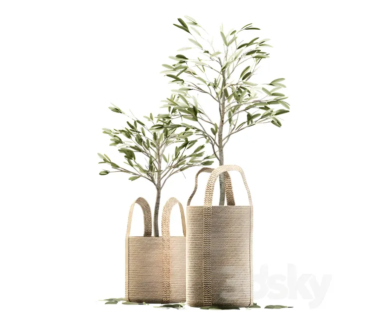 Wicker basket containing the delicate olive tree