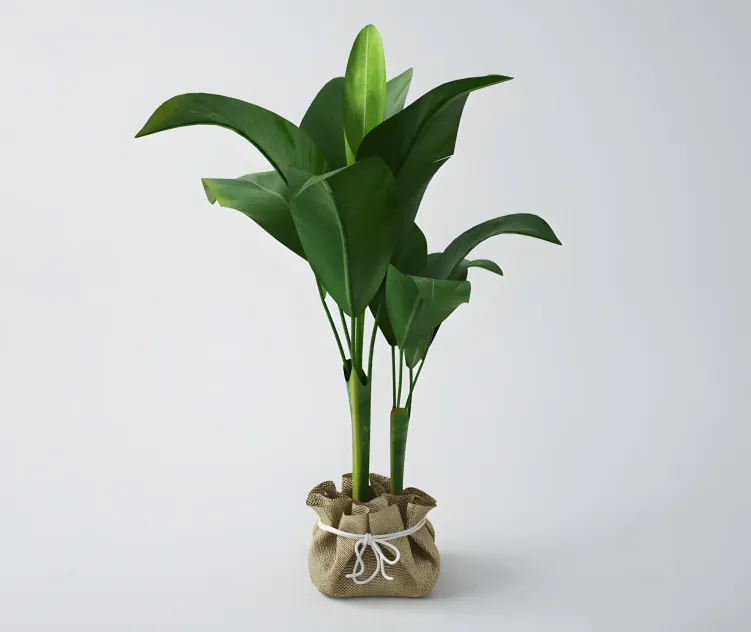 Yong banana tree nzr