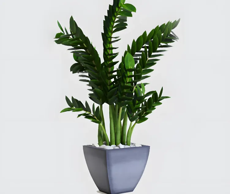 Zamioculcas zamioculcas