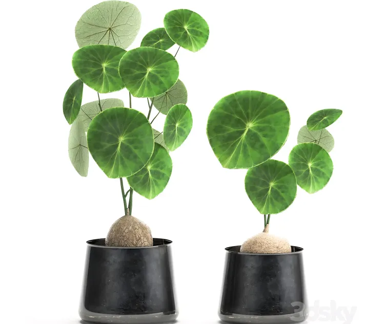 A small exotic flower in a metal pot with Stephania Erecta Set