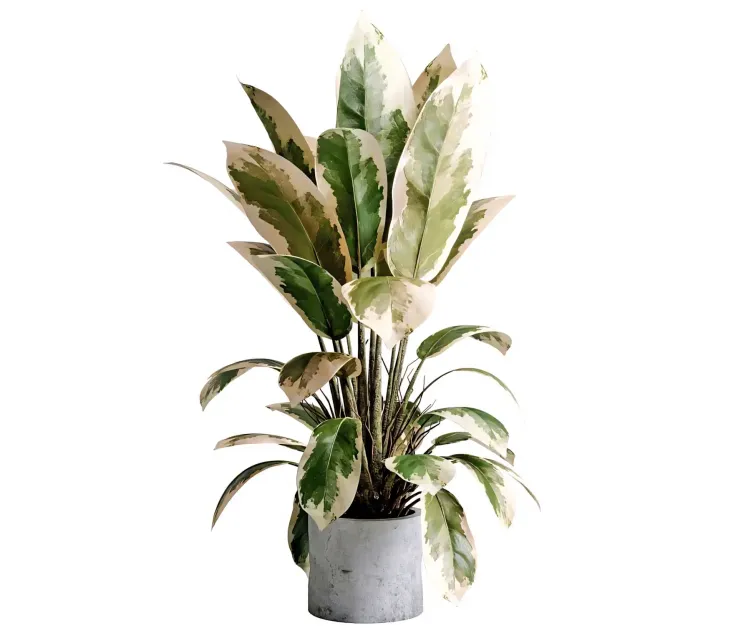 Benjamin Plant indoor plant set concrete old vase