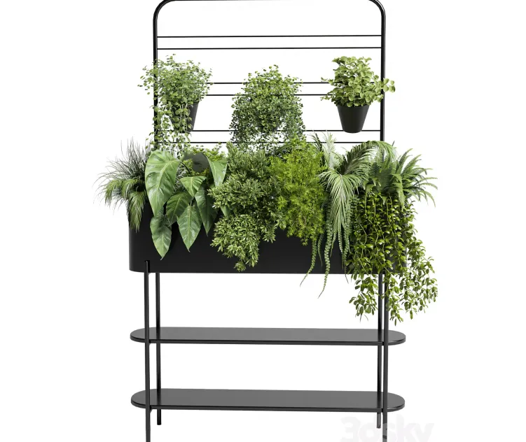 Collection Indoor plant