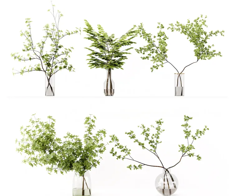 Collection Indoor Plants