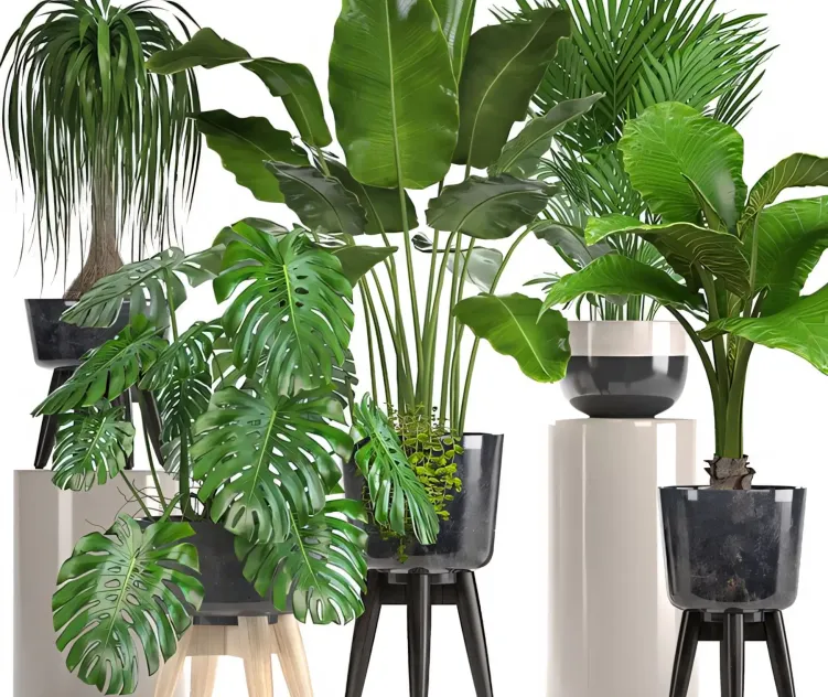 Collection of plants indoor plants