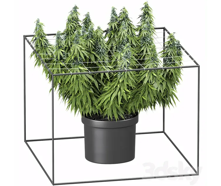 FLOWER PACK Cannabis