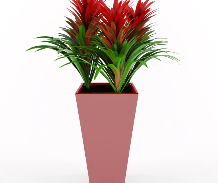 Guzmania