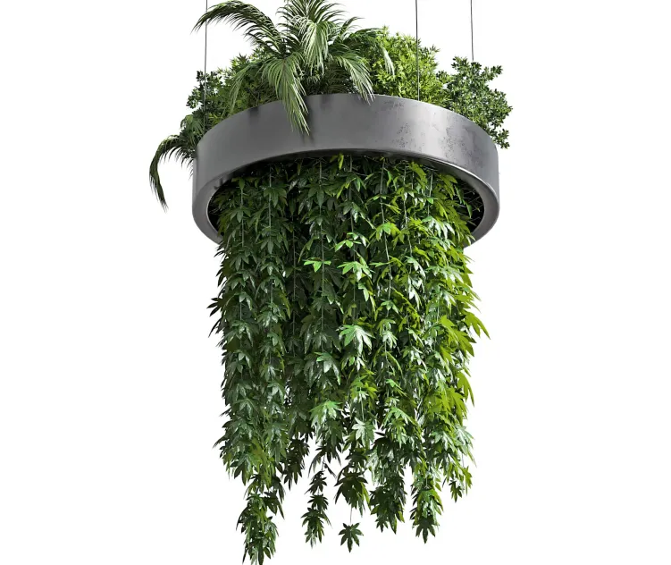 Hanging plant indoor plant