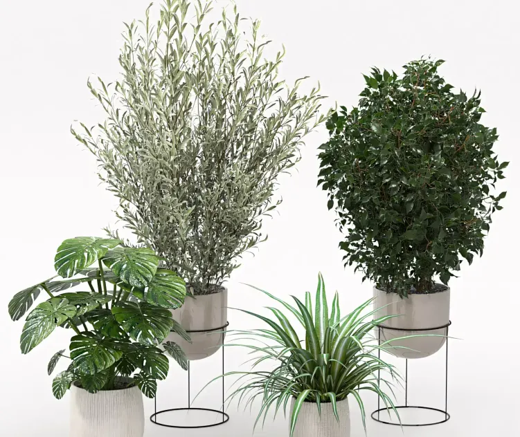 Houseplants collection