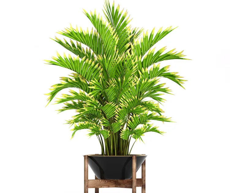 Howea forsteriana ornamental palm