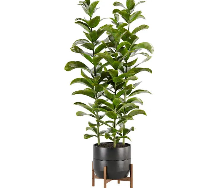 Indoor plant Set