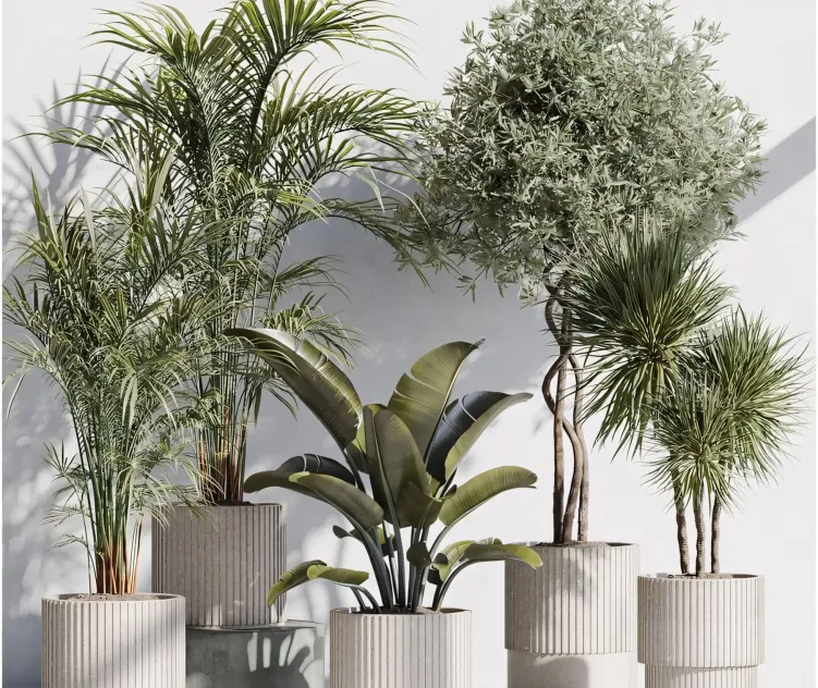 Indoor plant set in modern pot
