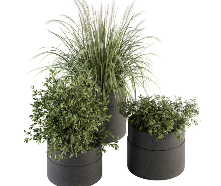 Indoor Plant Set Plants Set in Pot