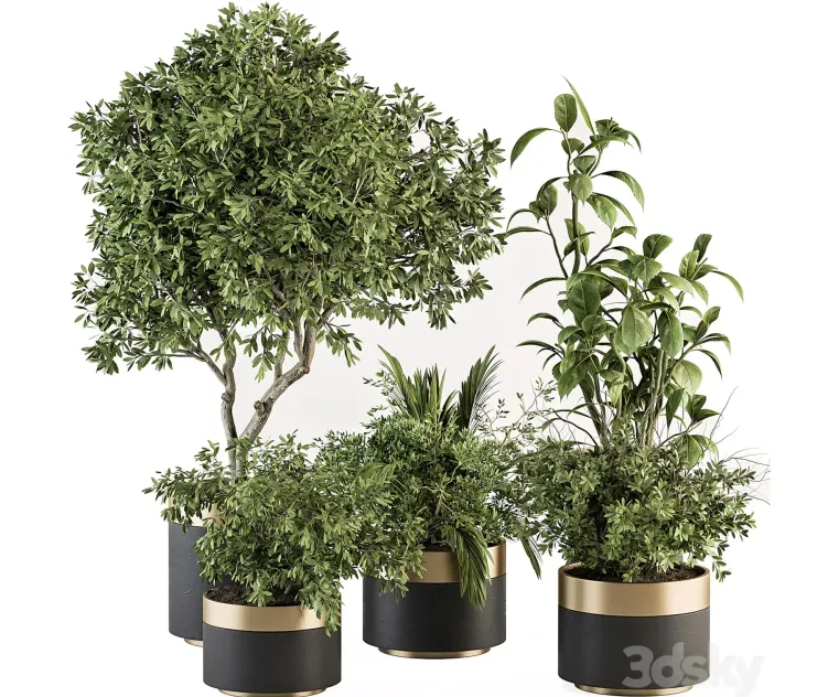 Indoor Plant Set Tree Plant Set in pot