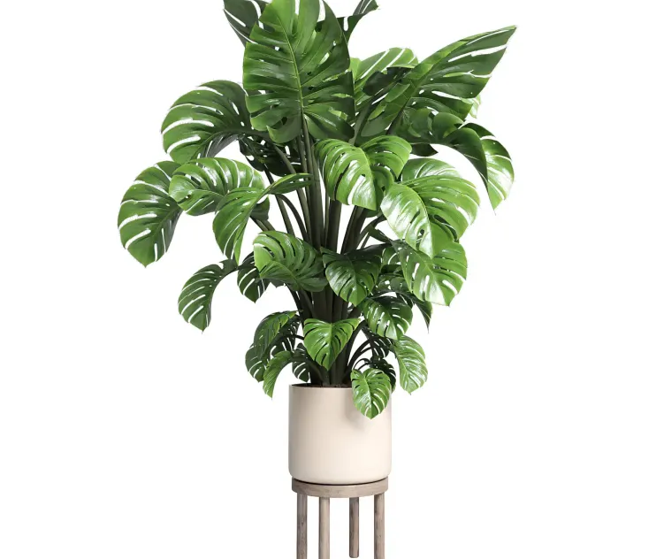 Indoor plant wood vase pot plant monstera
