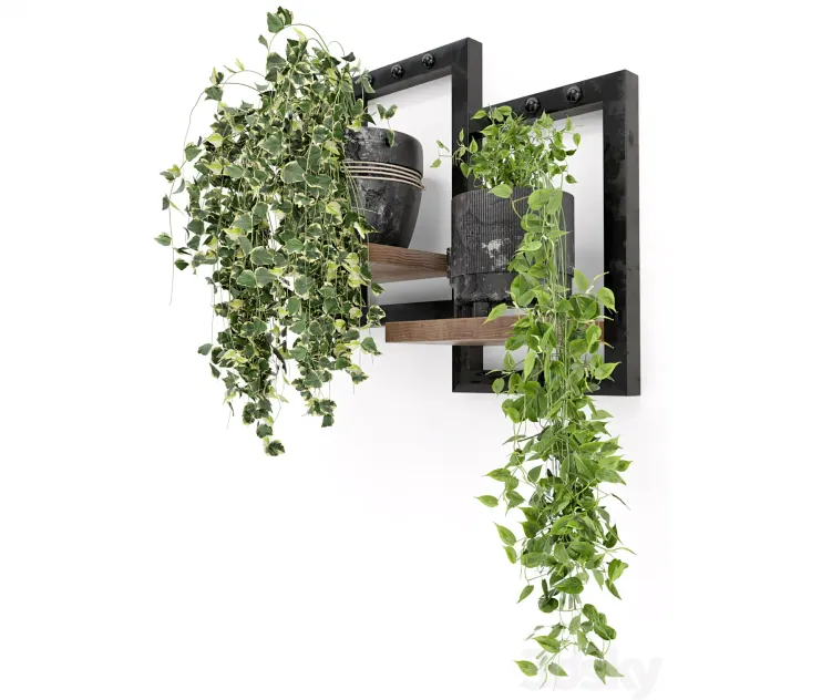 Indoor Plants in rusty Concrete Pot Set