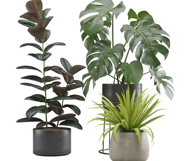 Indoor Plants Pack
