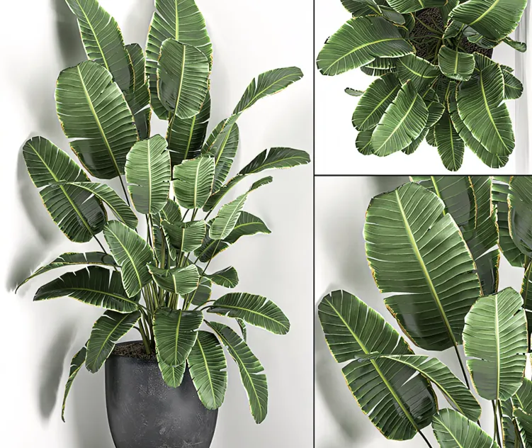 Lush beautiful banana corner palm in a black pot Set