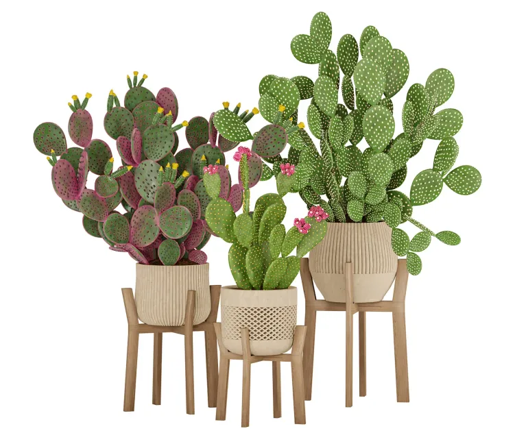 Prickly Cactus Set