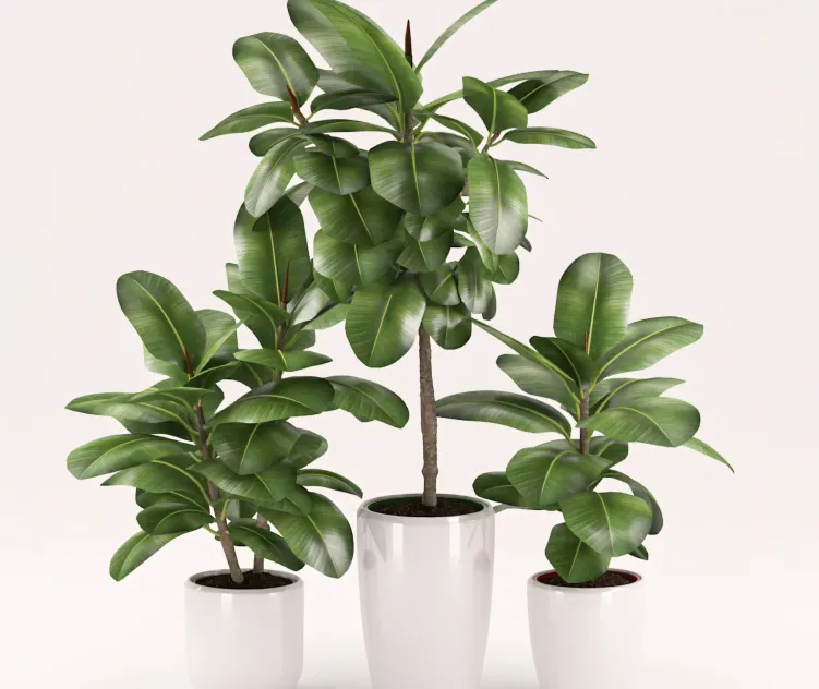 Rubber plants with ceramic pot