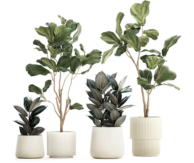 Set of beautiful trees in pots