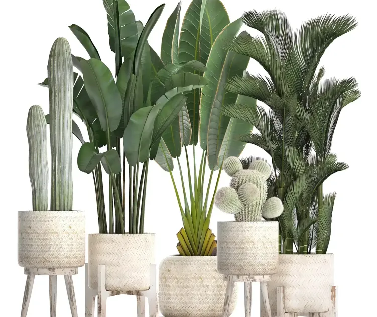 Collection of plants in white modern baskets