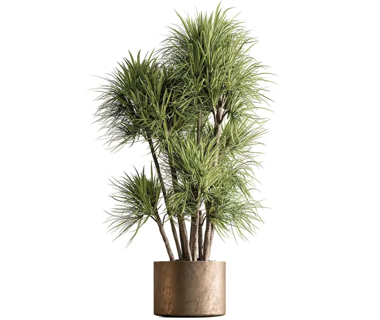 Indoor Plant Yuka Plants