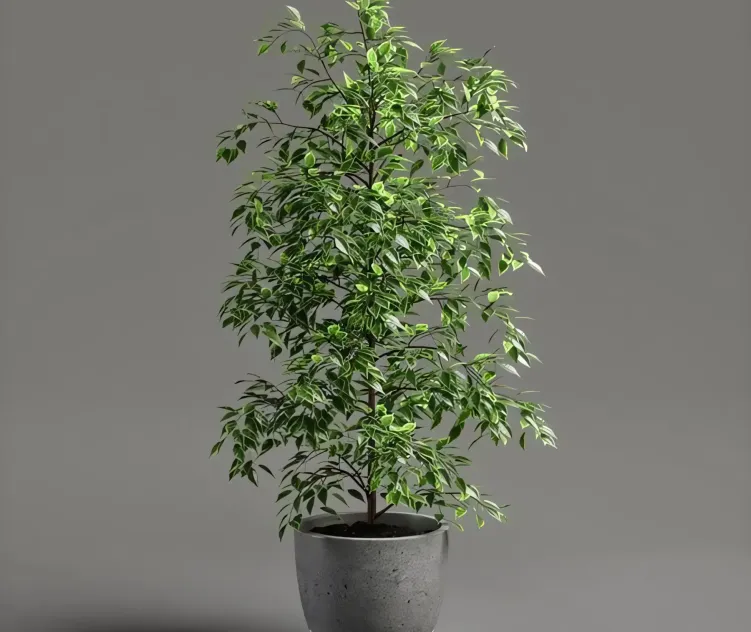 Ficus benjamina