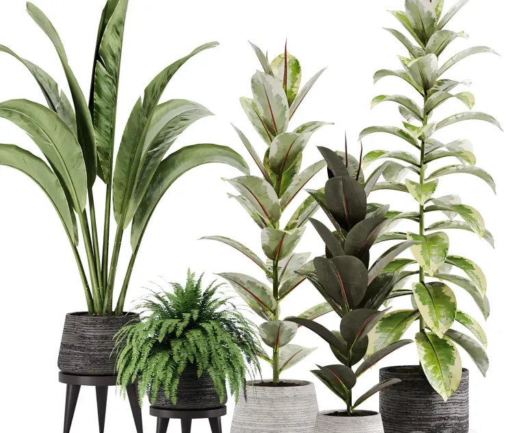 Indoor plant Set