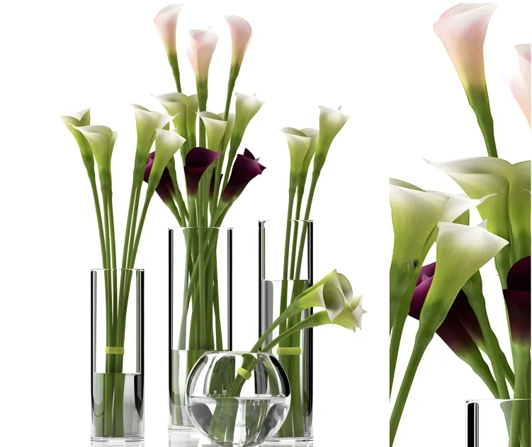 Calla lily