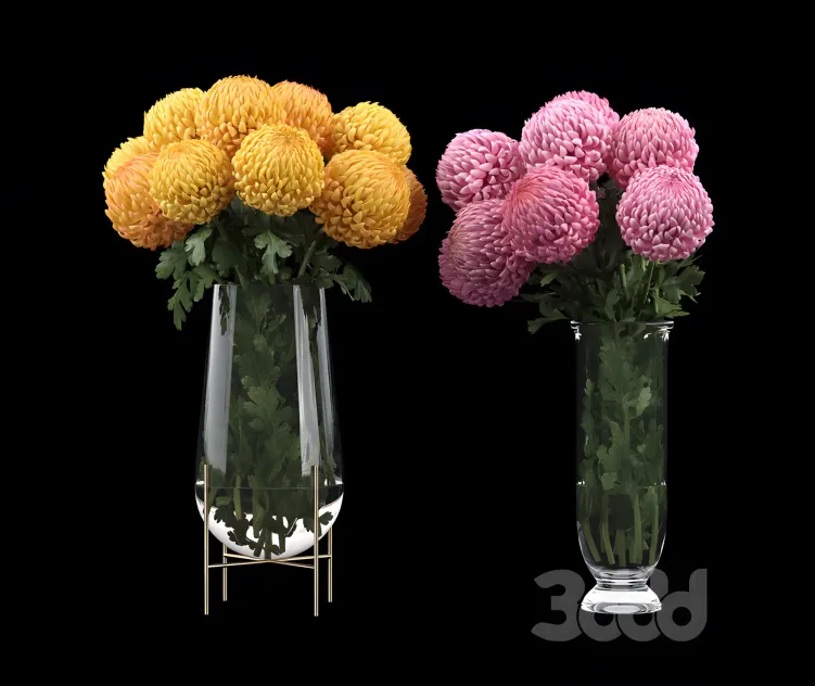 Chrysanthemum