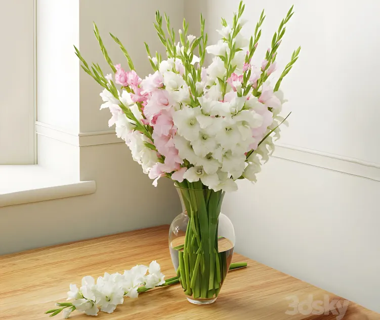Gladiolus