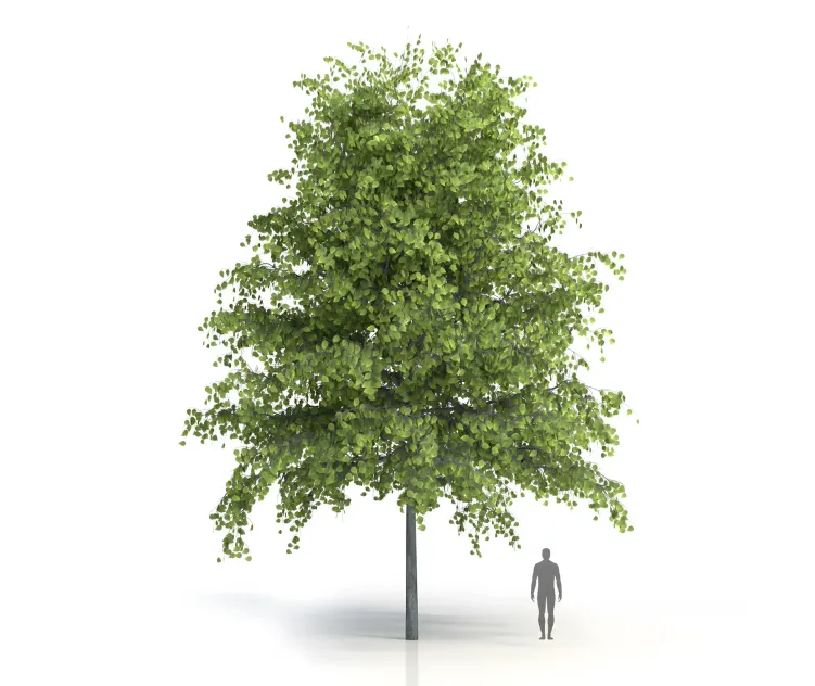 Green tree