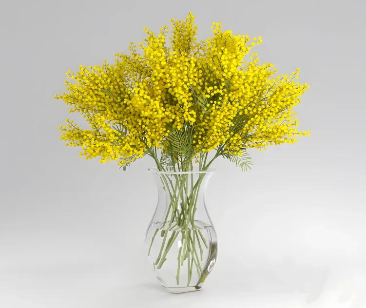 Mimosa