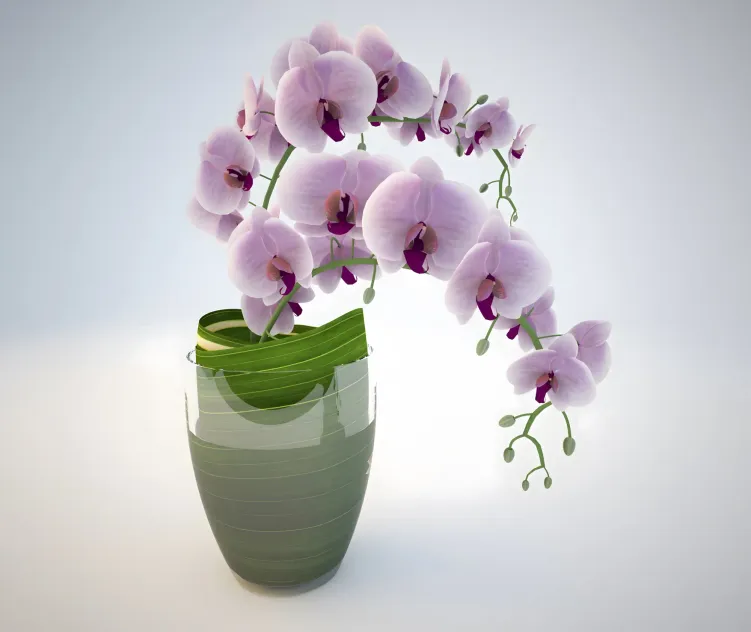 Orchid