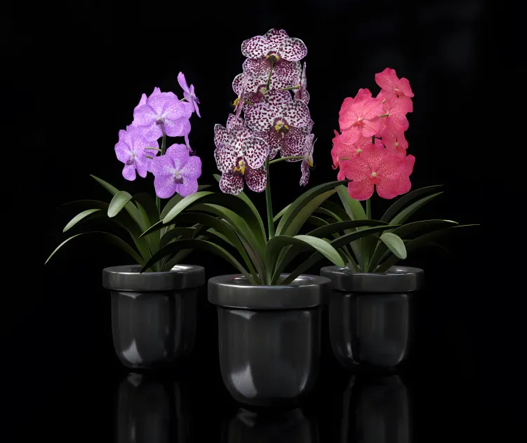 Orchid vandal