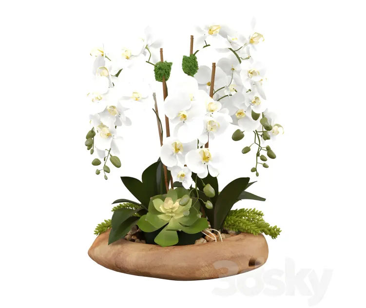 Phalaenopsis silk orchids