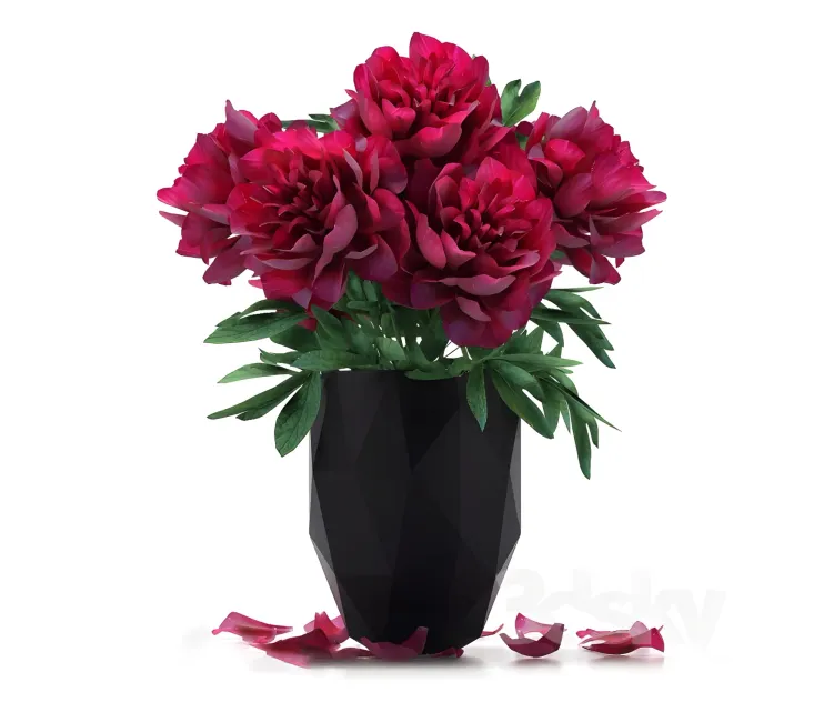 Plant peony set
