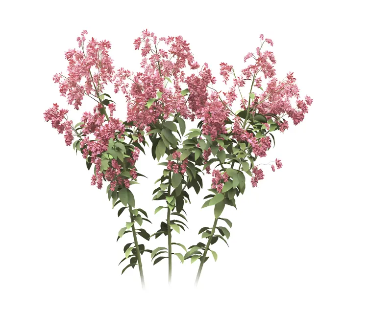 Set of polygonum orientale plant