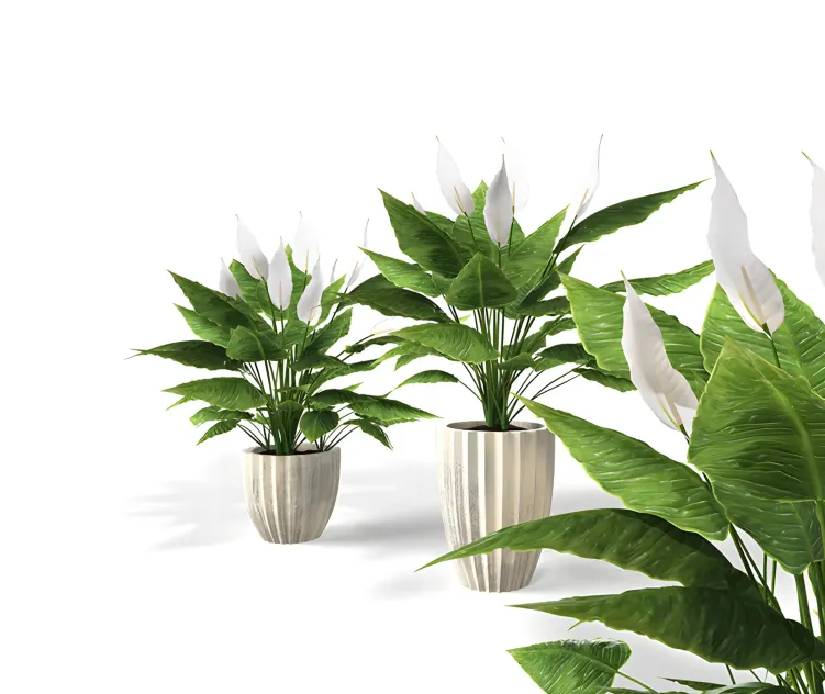 Spathiphyllum