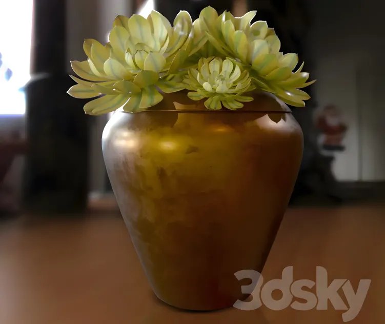 Sunburst aeoniums