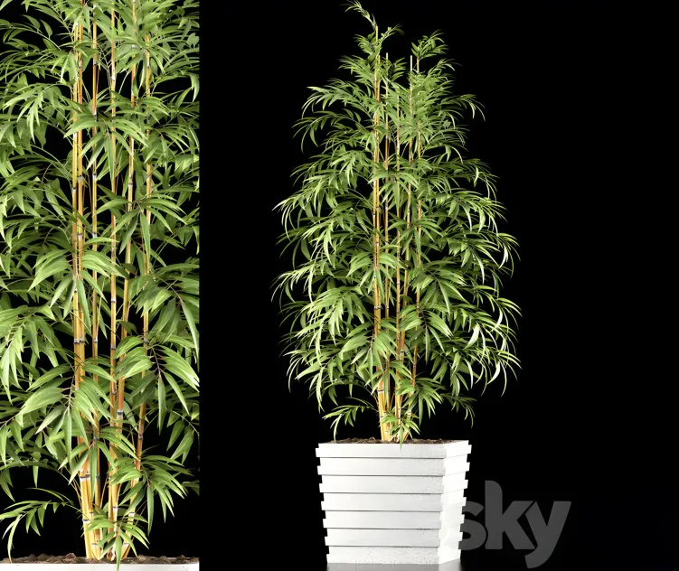 Bamboo plant