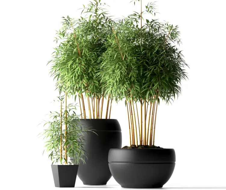 Bamboo plants